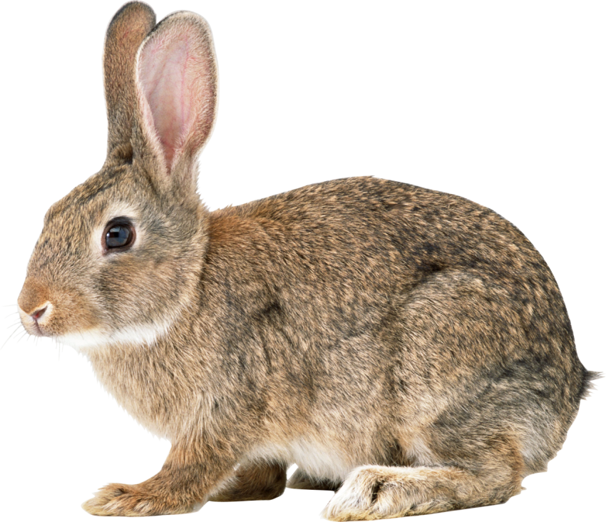 Easter Bunny Hare Cottontail rabbit Domestic rabbi