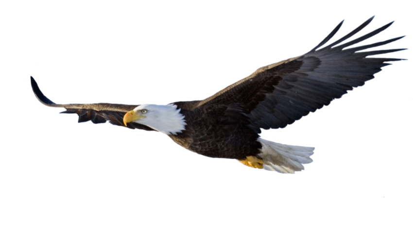 Bird Eagle, Bird, animals, bald Eagle, fauna png