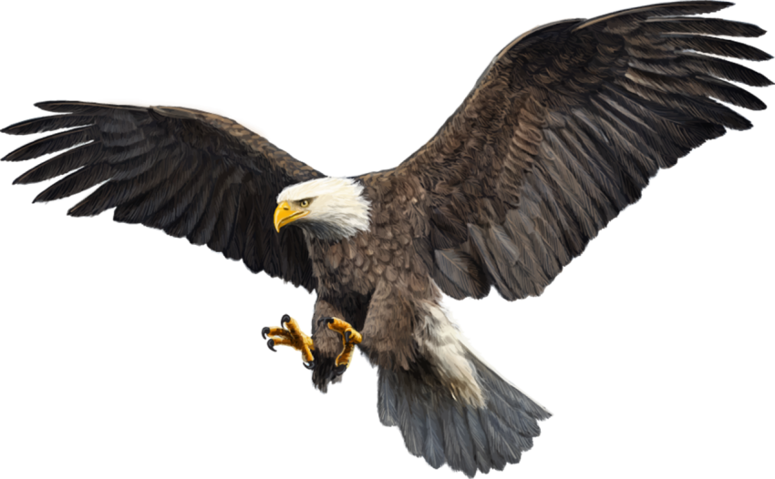 Bald Eagle Bird Hawk Par Sefid, Bird, animals
