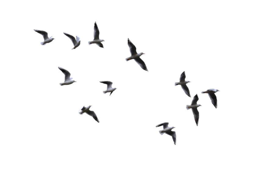of gray flying birds, Bird Flight Flock, birds