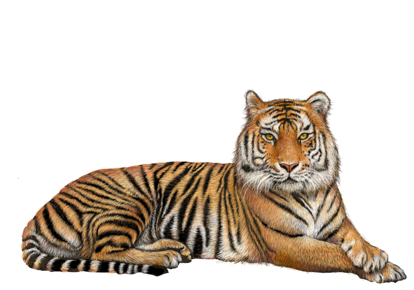 brown tiger, Tiger, Tiger, mammal, animals
