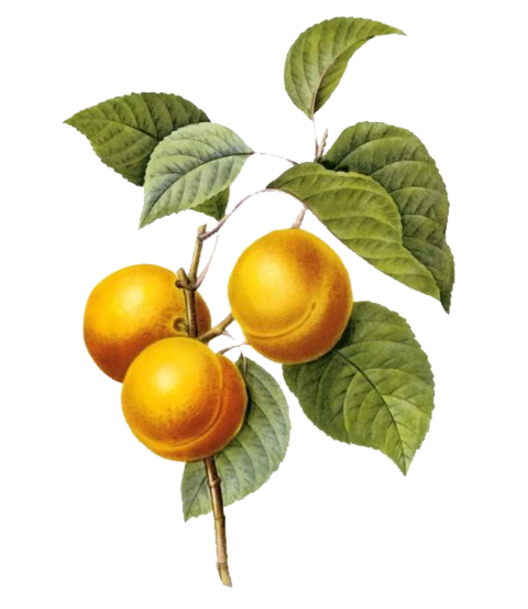 fruit bearing plant, Fruits And Flowers Botanical illustration Botany Printmaking