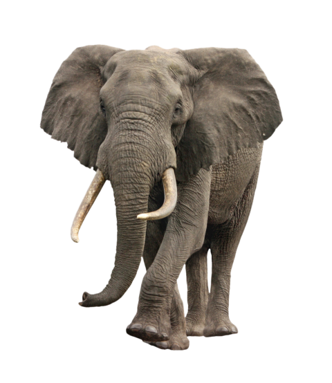 gray elephant illustration, African bush elephant