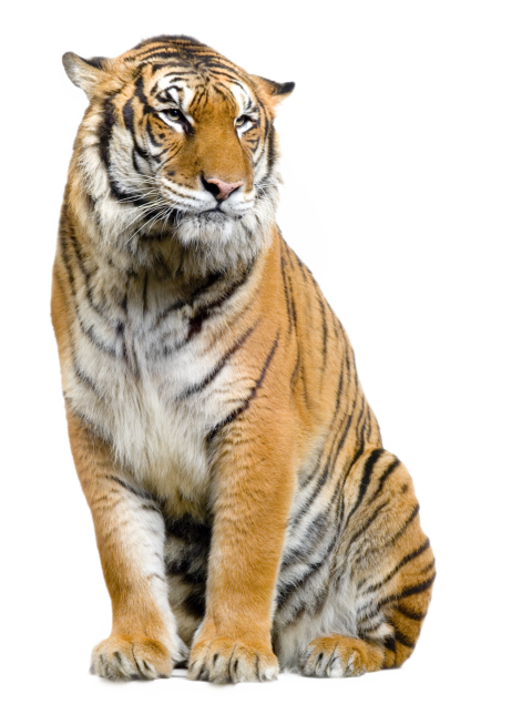 Lion Bengal tiger Sumatran tiger Cat Felidae