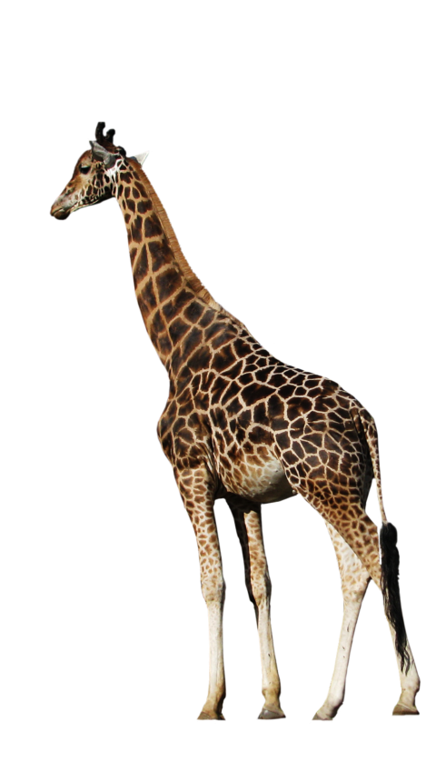 Northern giraffe Animal, animal, mammal, animal